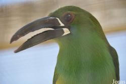 Emerald Forest Bird Gardens (P)
