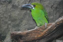 Aulacorhynchus haematopygus