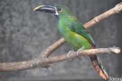 Aulacorhynchus prasinus cyanolaemus