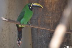 Aulacorhynchus prasinus dimidiatus
