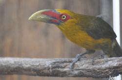 Emerald Forest Bird Gardens (P)