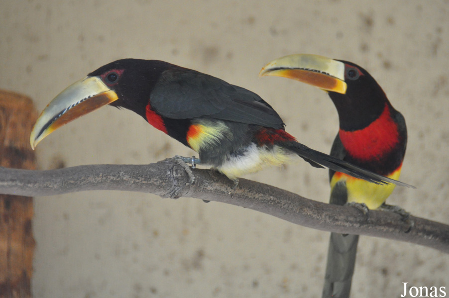 Emerald Forest Bird Gardens (P)