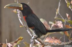 Emerald Forest Bird Gardens (P)