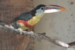 Emerald Forest Bird Gardens (P)