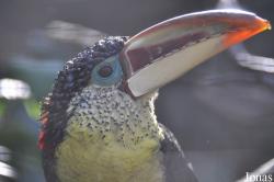 Emerald Forest Bird Gardens (P)