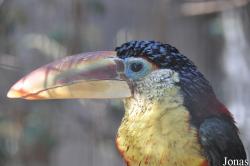 Emerald Forest Bird Gardens (P)