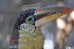 Emerald Forest Bird Gardens (P)