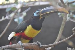 Pteroglossus castanotis