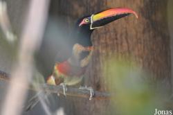 Pteroglossus frantzii
