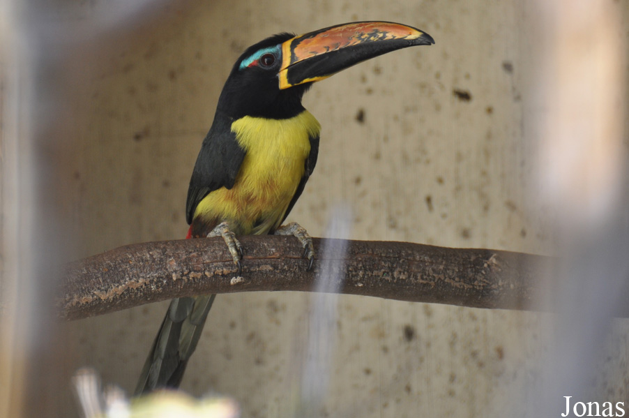 Emerald Forest Bird Gardens (P)
