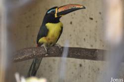 Emerald Forest Bird Gardens (P)
