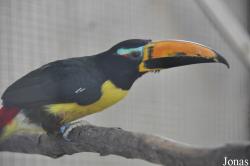 Emerald Forest Bird Gardens (P)