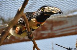 Emerald Forest Bird Gardens (P)