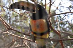 Pteroglossus torquatus