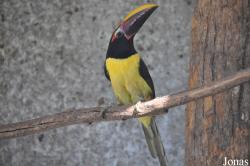 Emerald Forest Bird Gardens (P)