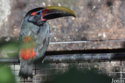 Emerald Forest Bird Gardens (P)