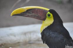 Ramphastos brevis