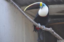 Emerald Forest Bird Gardens (P)
