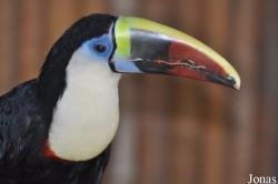 Ramphastos cuvieri
