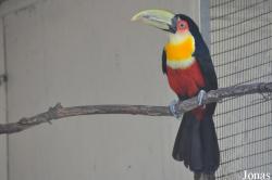 Ramphastos dicolorus