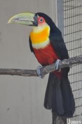 Emerald Forest Bird Gardens (P)