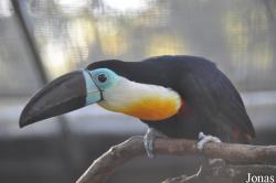 Ramphastos vitellinus vitellinus