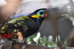 Emerald Forest Bird Gardens (P)