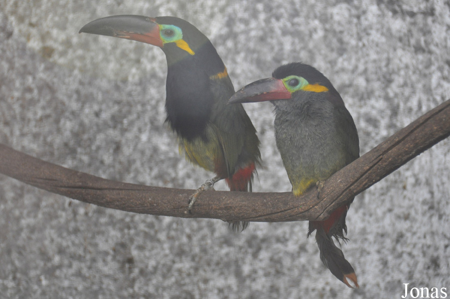 Emerald Forest Bird Gardens (P)