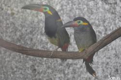 Emerald Forest Bird Gardens (P)