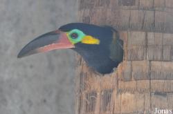 Emerald Forest Bird Gardens (P)