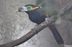 Selenidera maculirostris