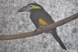 Emerald Forest Bird Gardens (P)