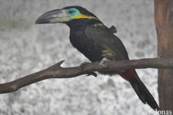 Selenidera reinwardtii