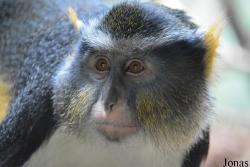 Cercopithecus wolfi