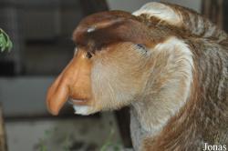 Apenheul