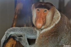 Apenheul