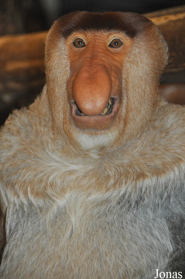 Apenheul