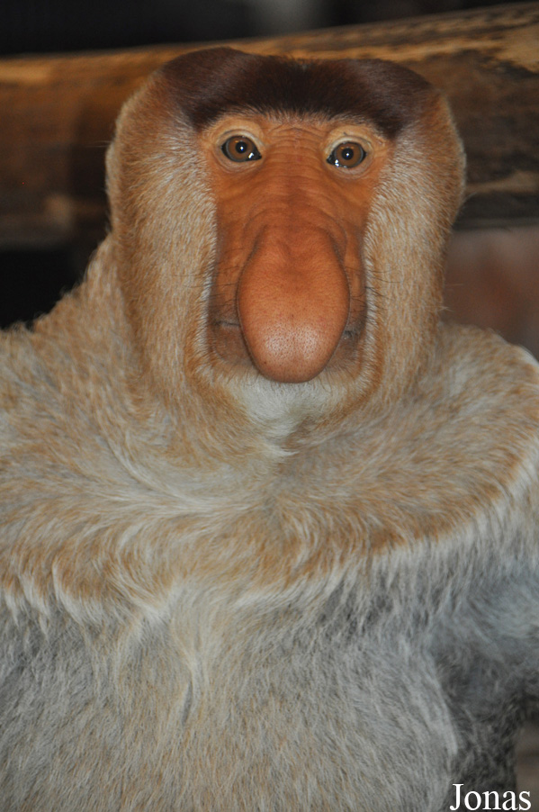 Apenheul