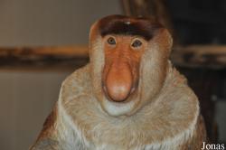 Apenheul