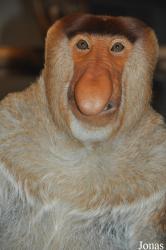 Apenheul