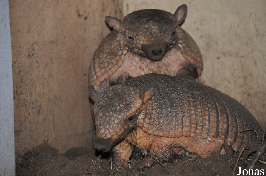Zoo Bizar