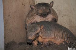Zoo Bizar