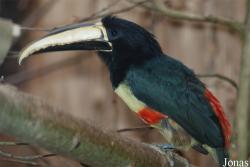 Pteroglossus aracari