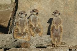 Opel-Zoo