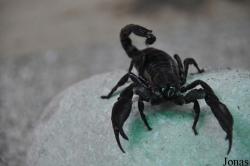 Heterometrus sp.