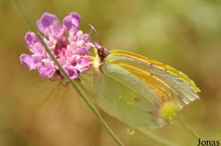 Pieridae