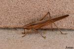 Tettigoniidae non identifié