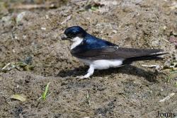 Delichon urbicum urbicum
