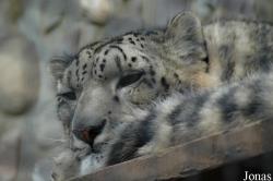Zoo Neuwied