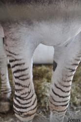 Equus asinus x quagga